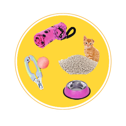cat acsessory